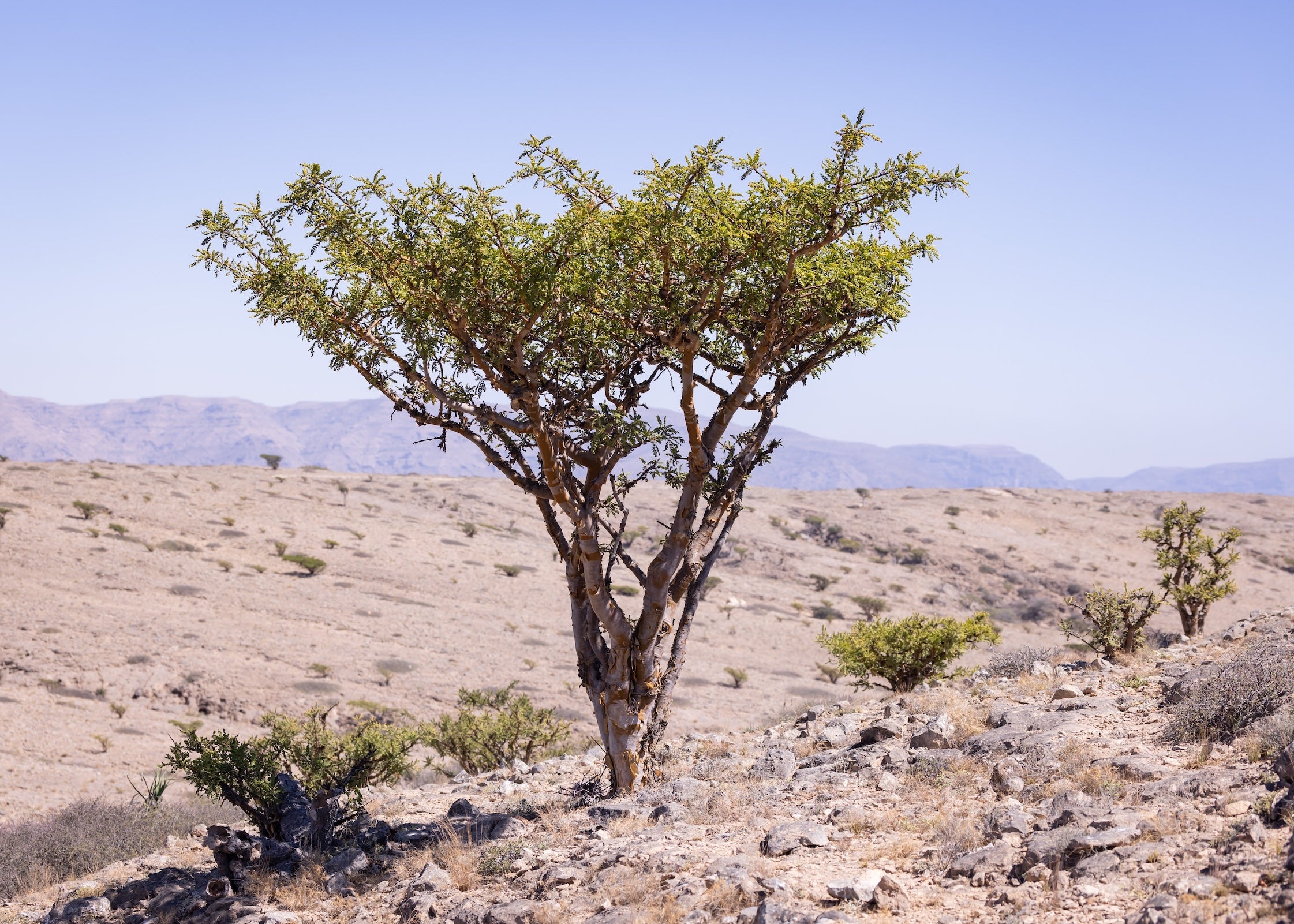 Desert landscape with a single Boswellia sacra tree and clear blue sky