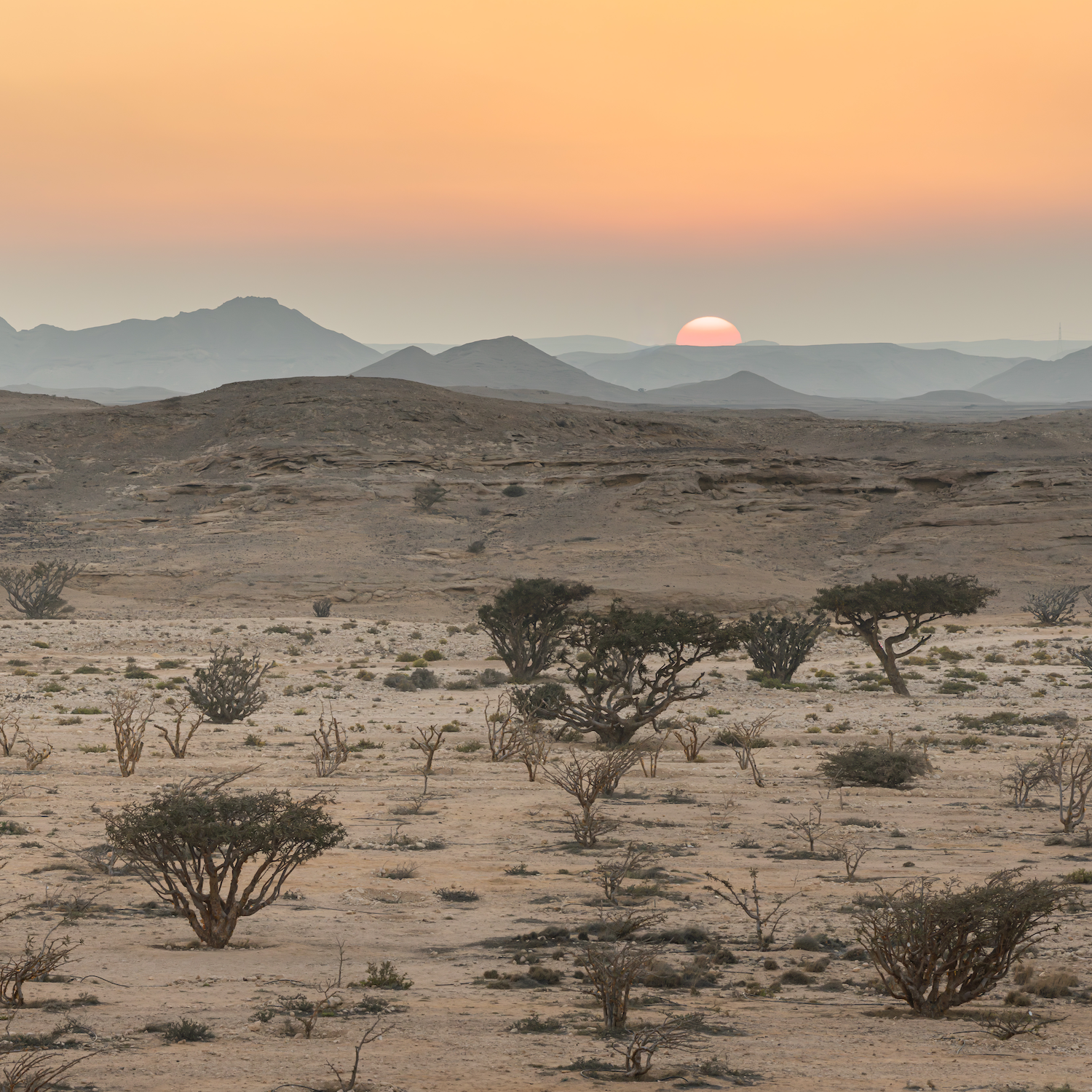 Sunrise in Salalah Oman with a view of the Boswellia Sacra trees in desert landscape with mountains in the background