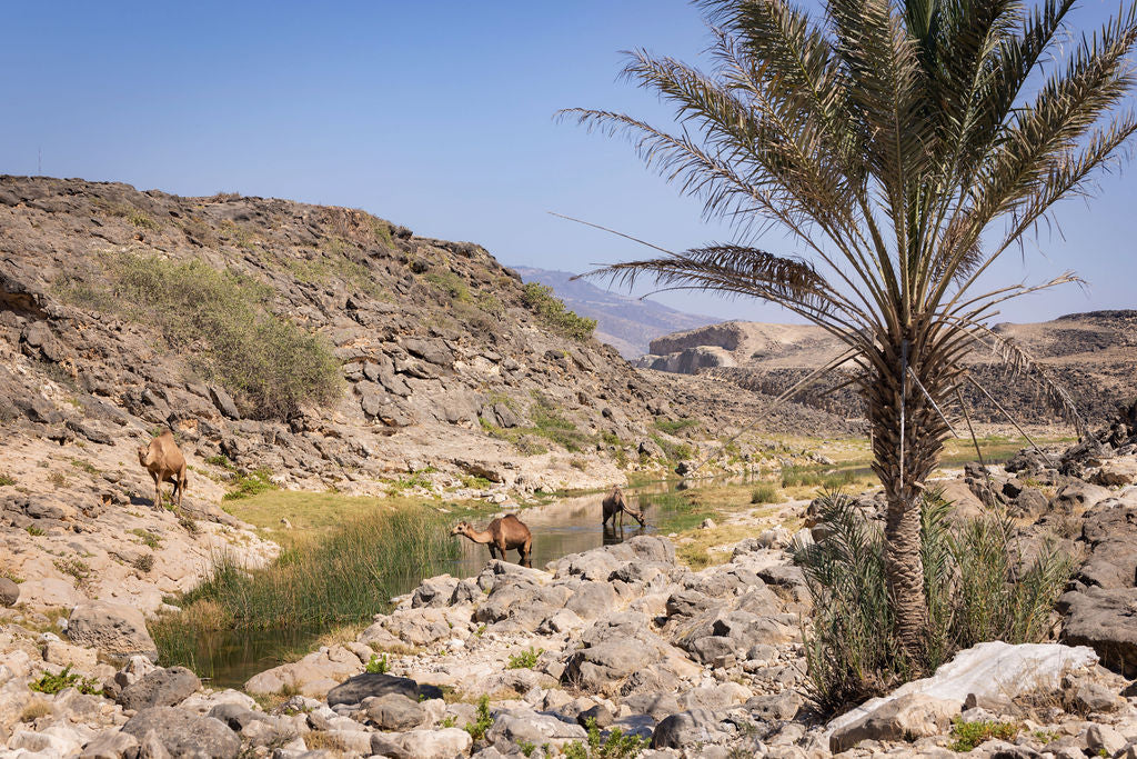 Camels near a palm tree in a desert landscape with mountains in the background