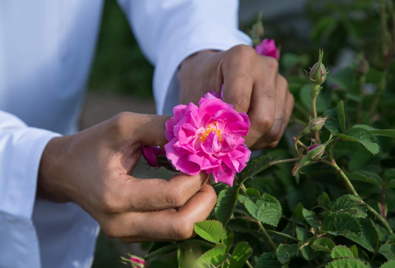 The Mountain Rose of Oman — A Blossom of Altitude, Heritage, and Quiet Power