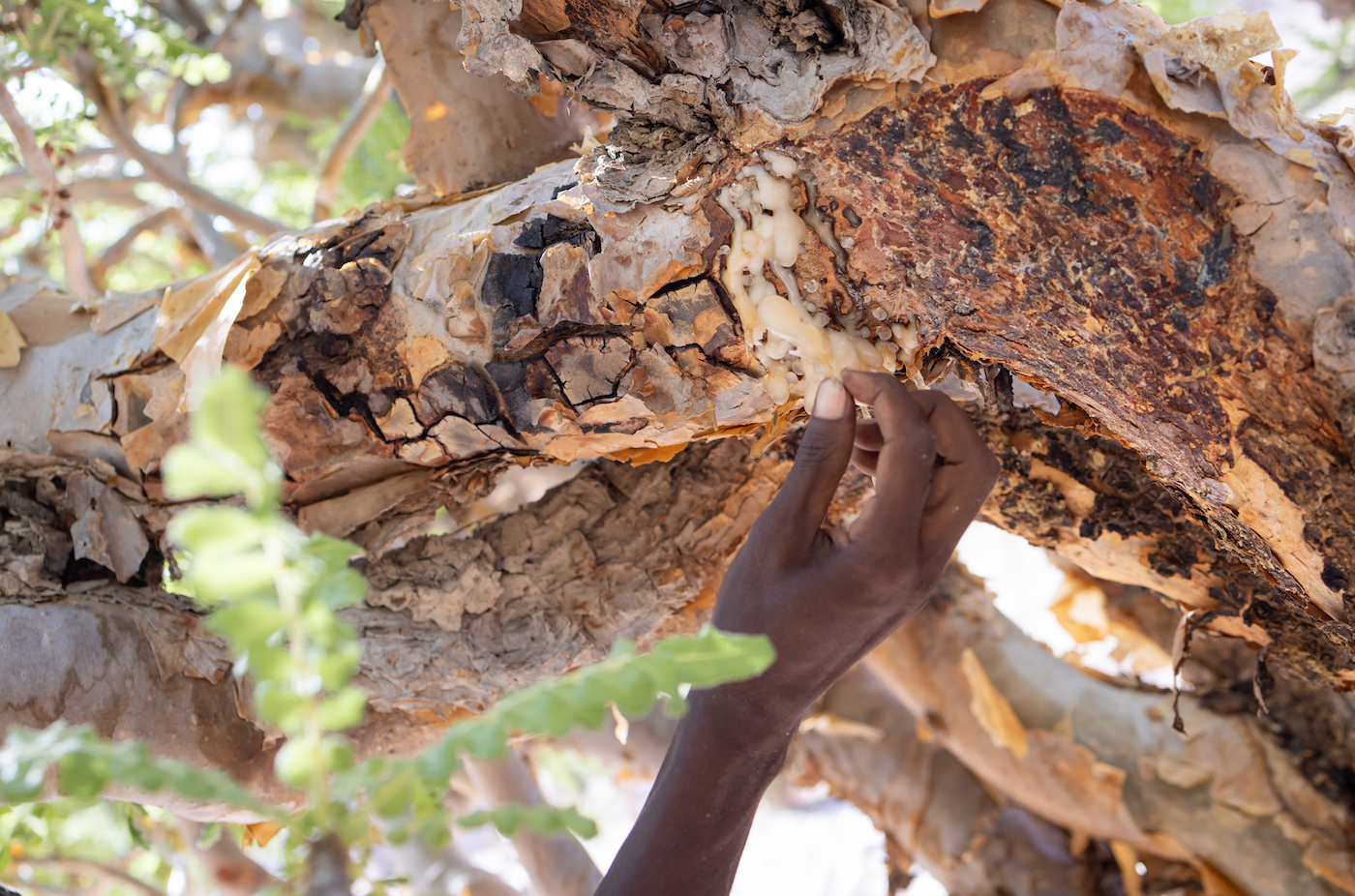Frankincense: The Elevated Alternative to Argan Oil