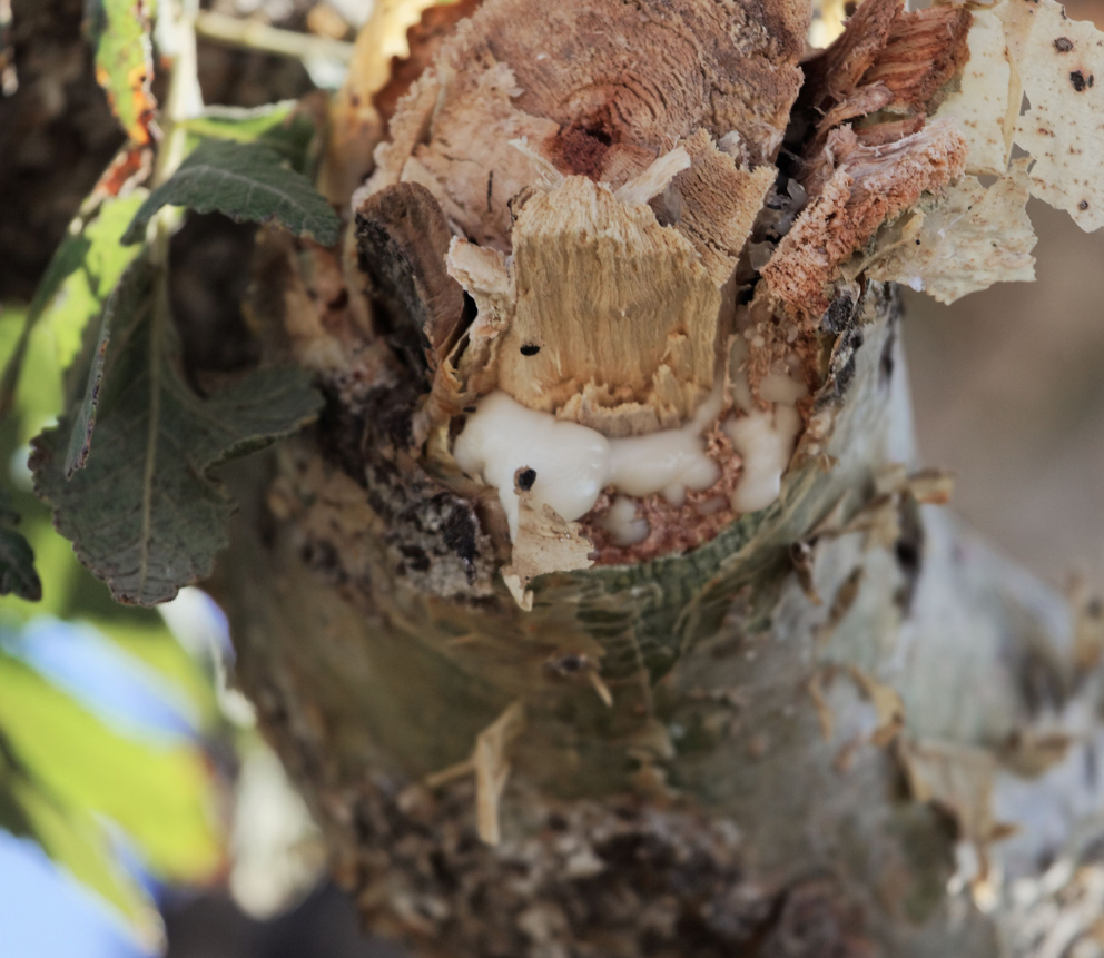 Boswellia Sacra tree bark with fresh frankincense resin weeping from the branch