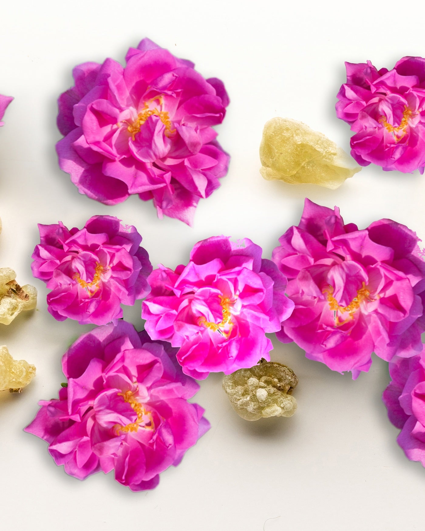 Several bright pink desert roses with yellow centers are arranged on a plain white background, with a few Frankincense resin pieces placed nearby.