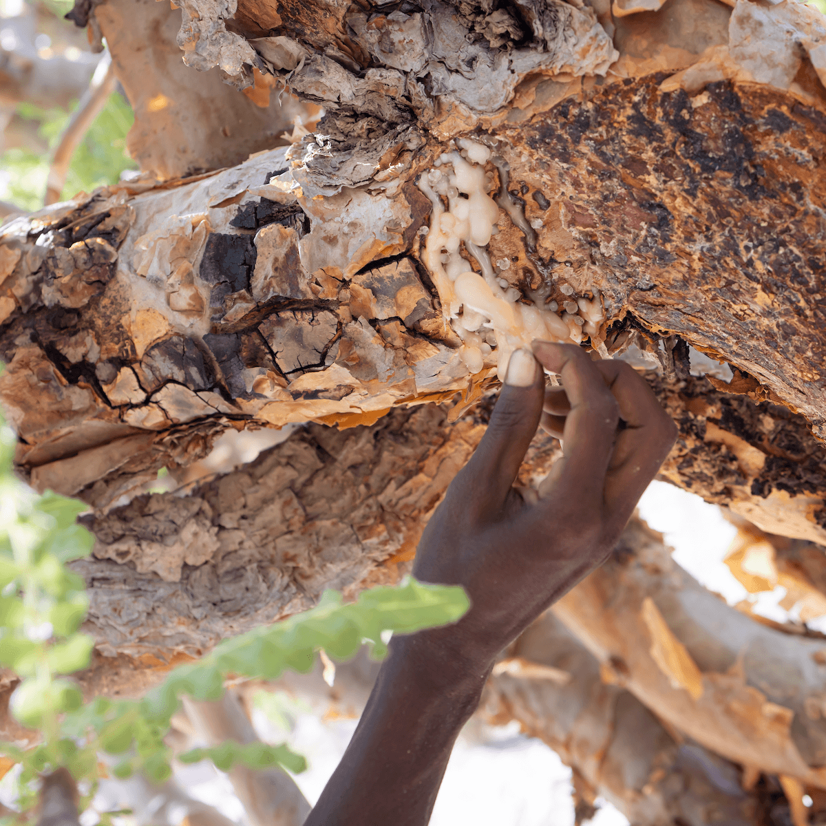 Hand harvesting Frankincense resin from Boswellia sacra tree